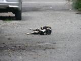 img038.jpeg.small.jpeg