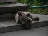 img044.jpeg.small.jpeg