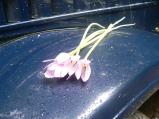 img045.jpeg.small.jpeg