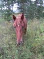 img079.jpeg.small.jpeg