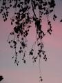 img139.jpeg.small.jpeg